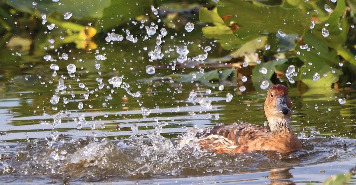 Fulvous Whistling-Duck - ML647102329