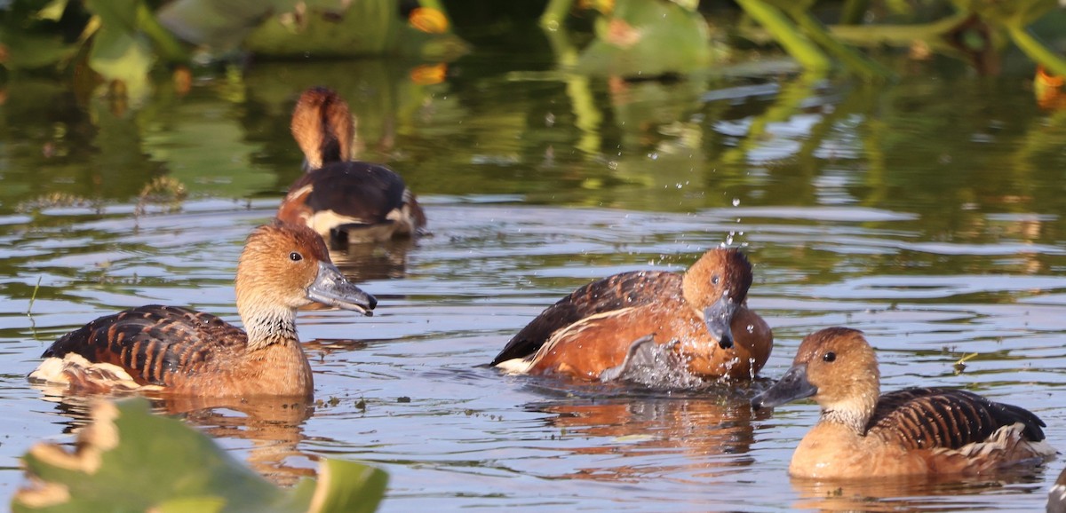 Fulvous Whistling-Duck - ML647102330