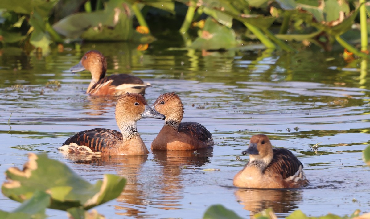 Fulvous Whistling-Duck - ML647102331