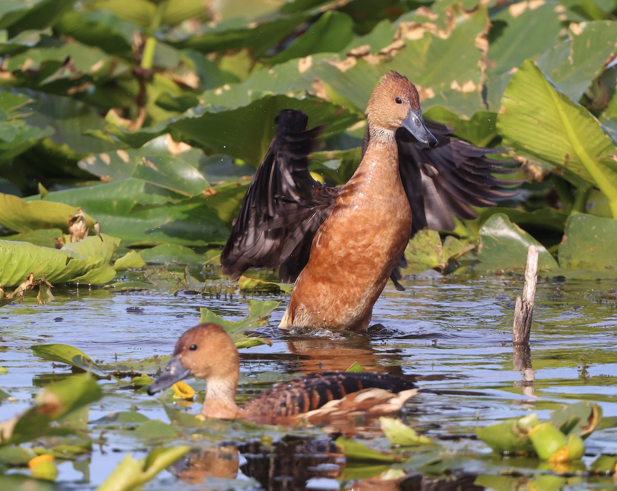 Fulvous Whistling-Duck - ML647102332