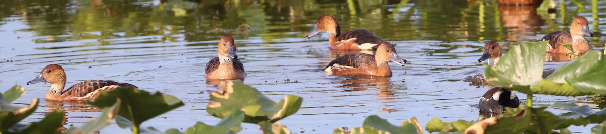 Fulvous Whistling-Duck - ML647102333