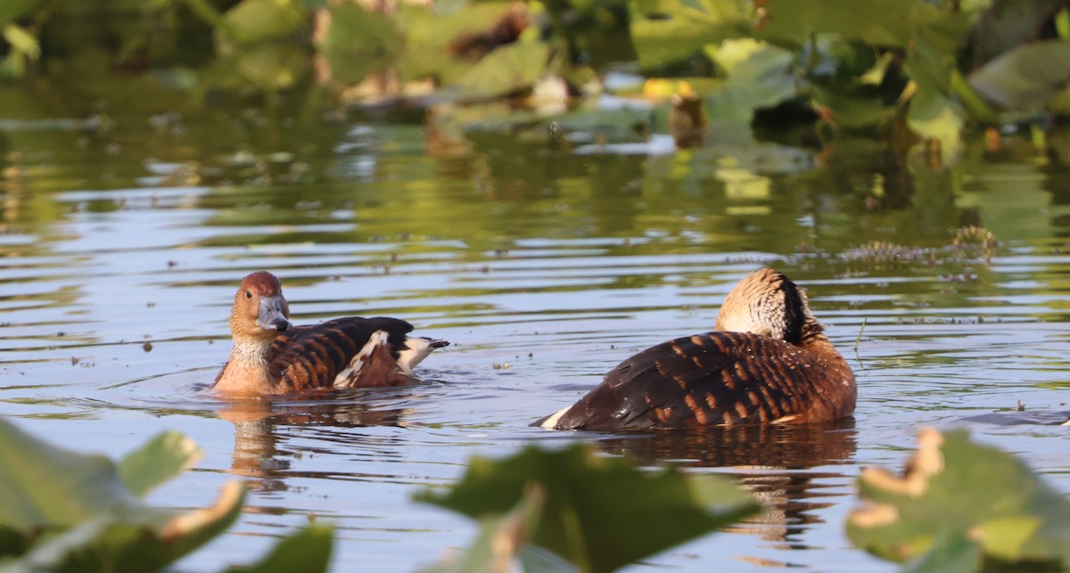 Fulvous Whistling-Duck - ML647102334