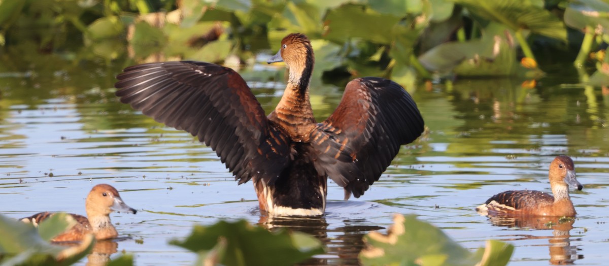 Fulvous Whistling-Duck - ML647102335