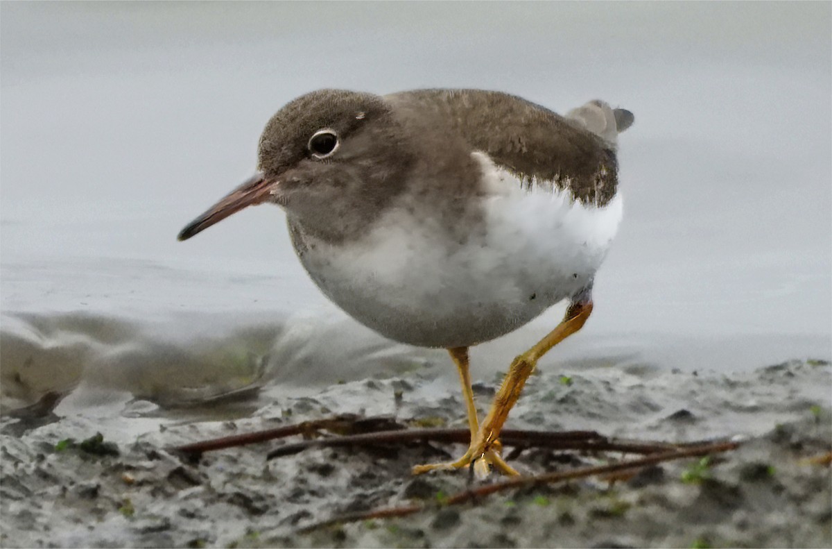 Spotted Sandpiper - ML647102337