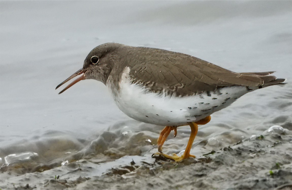Spotted Sandpiper - ML647102338