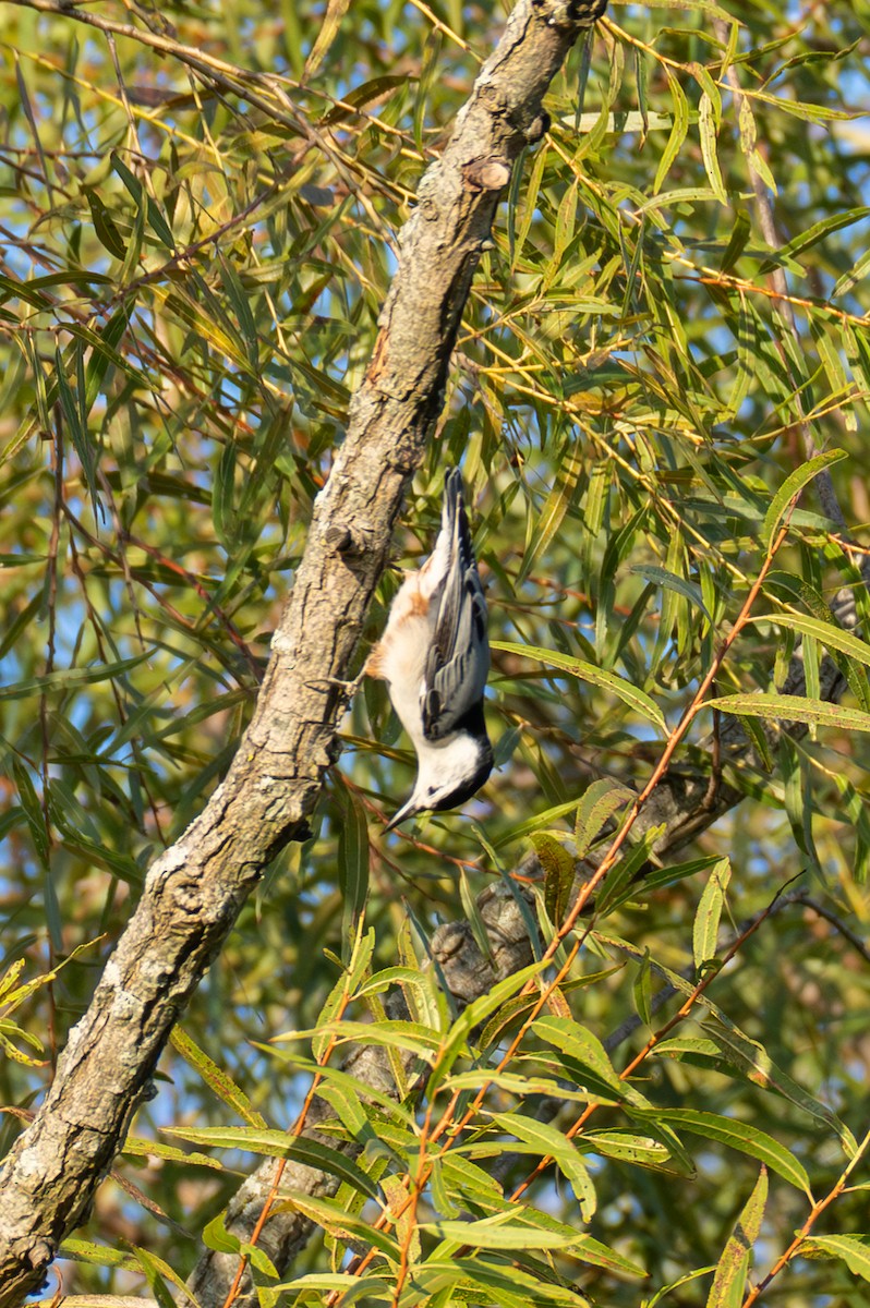 White-breasted Nuthatch - ML647102339