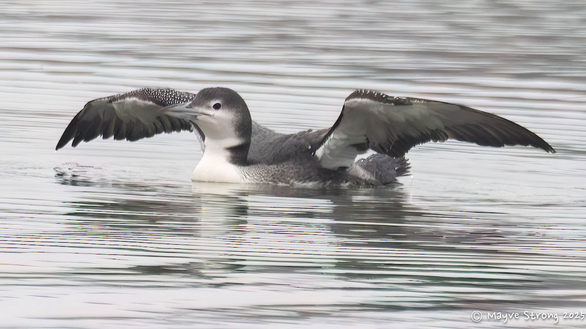Common Loon - ML647102340