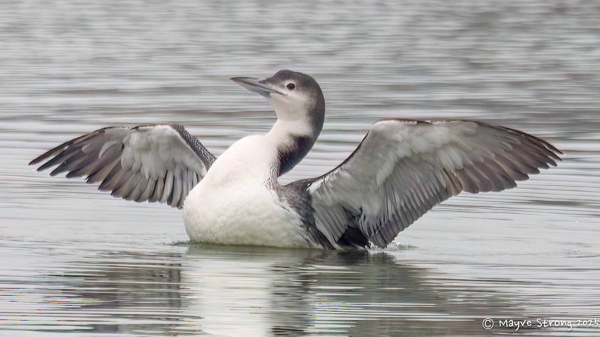 Common Loon - ML647102341