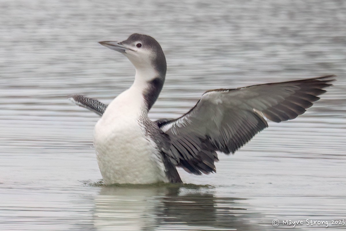 Common Loon - ML647102342