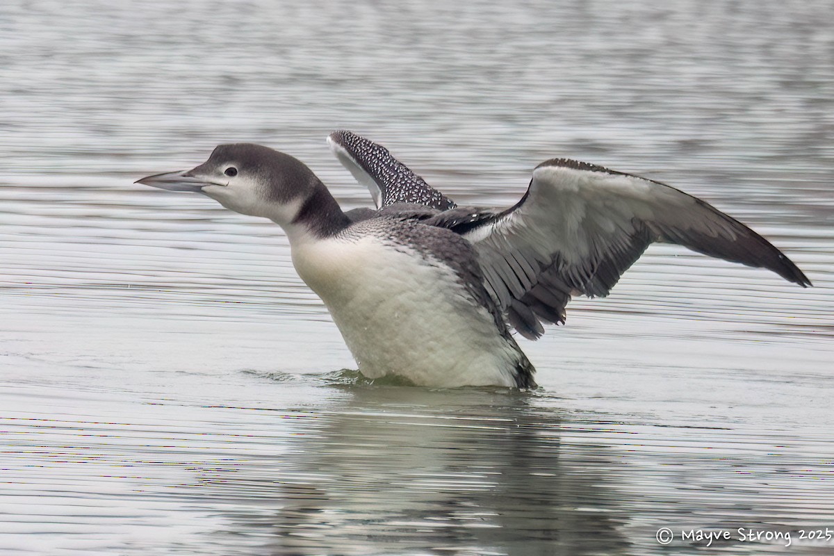Common Loon - ML647102343