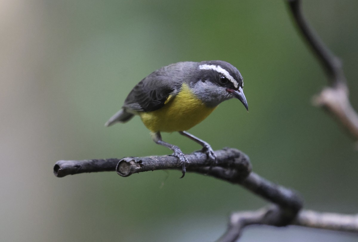 Sucrier à ventre jaune - ML647102344