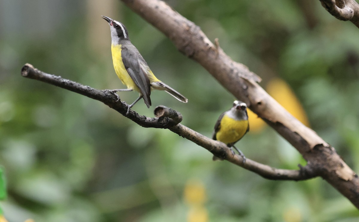 Sucrier à ventre jaune - ML647102345