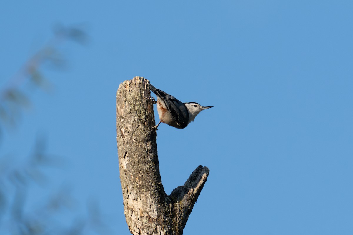 White-breasted Nuthatch - ML647102347