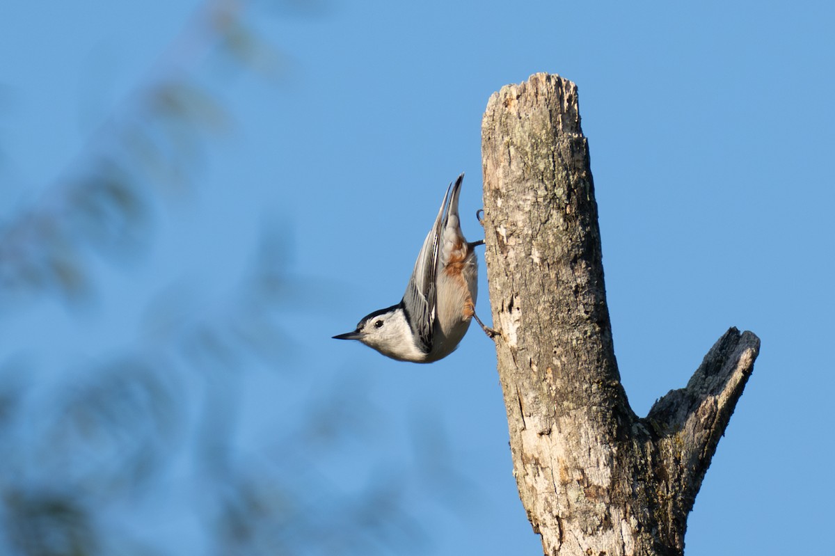 White-breasted Nuthatch - ML647102352