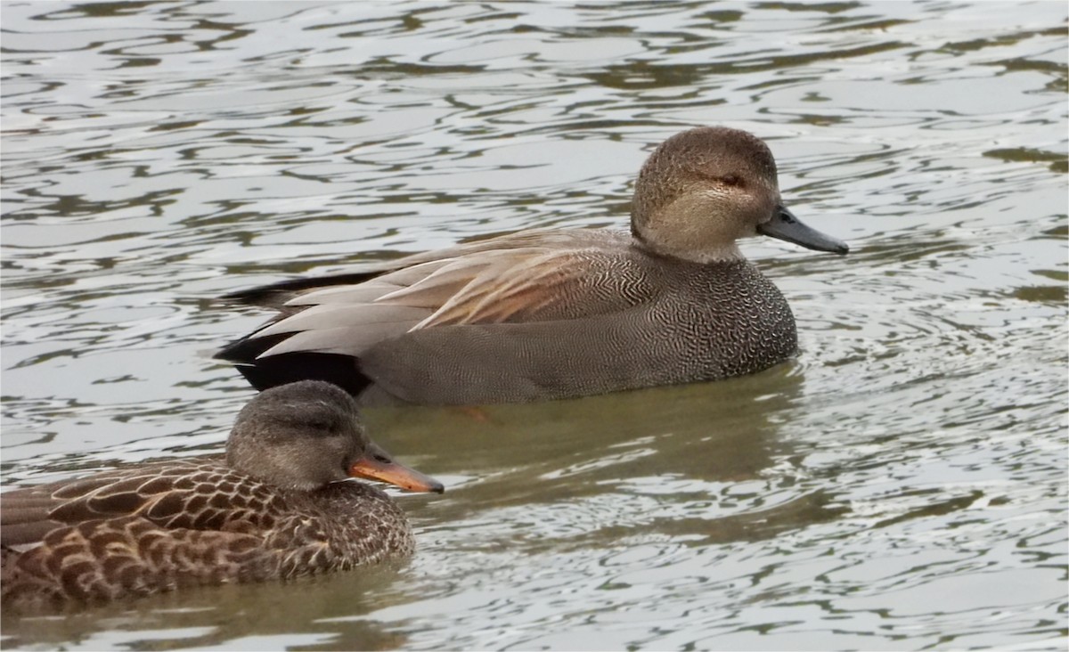 kopřivka obecná - ML647102353