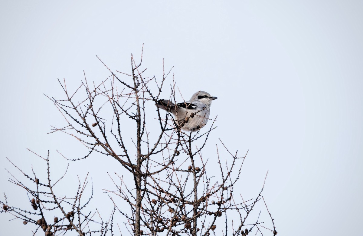 Alcaudón Boreal - ML647102361