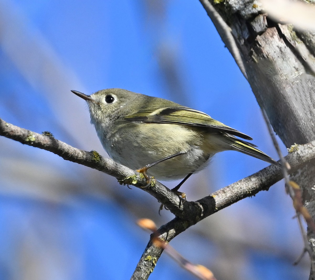 Ruby-crowned Kinglet - ML647102364