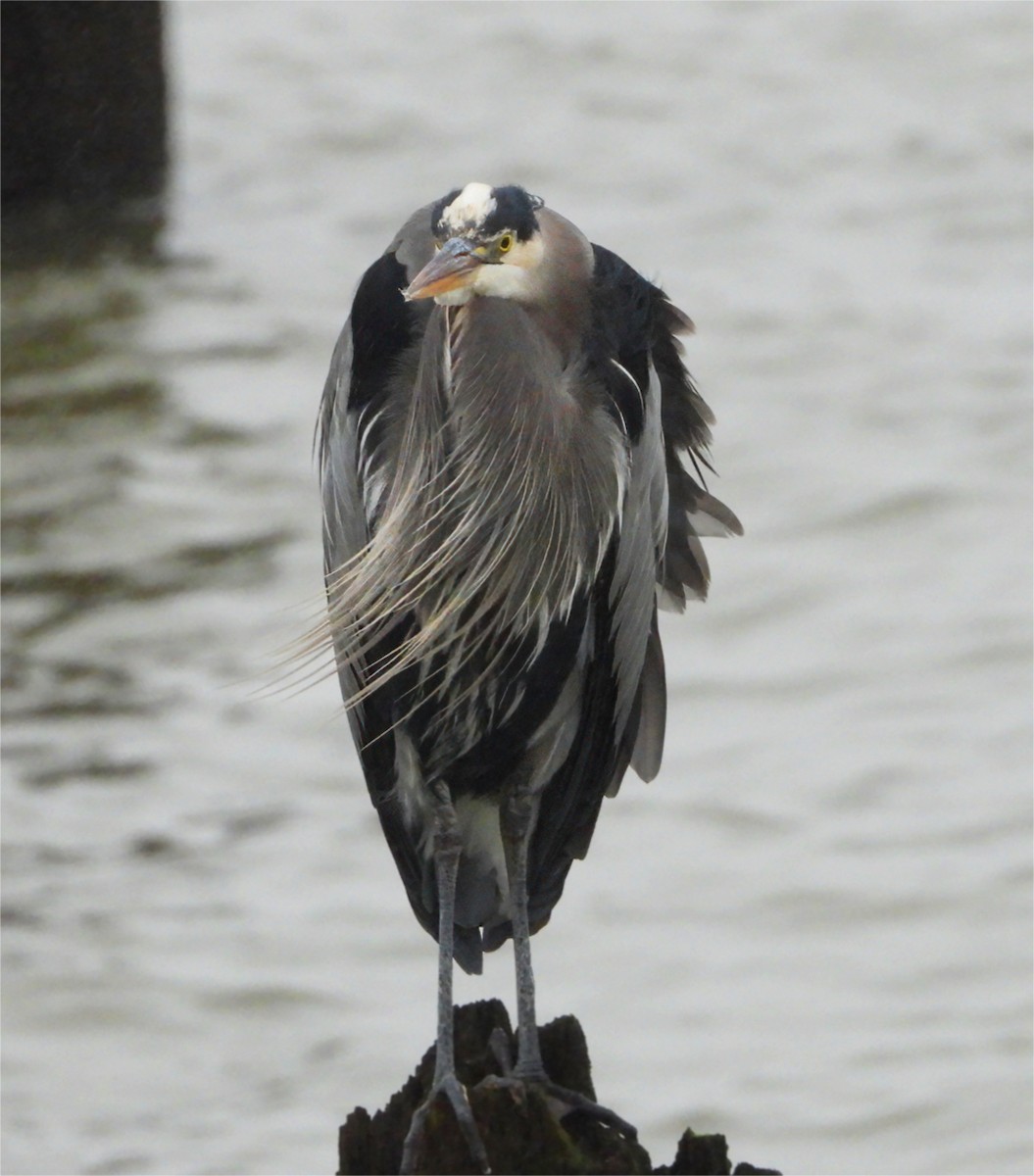 Great Blue Heron - ML647102366