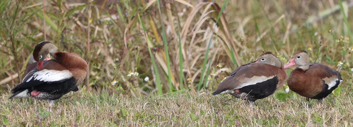 Black-bellied Whistling-Duck - ML647102380