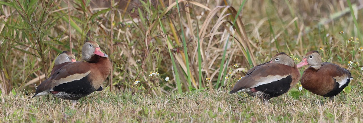 Black-bellied Whistling-Duck - ML647102381