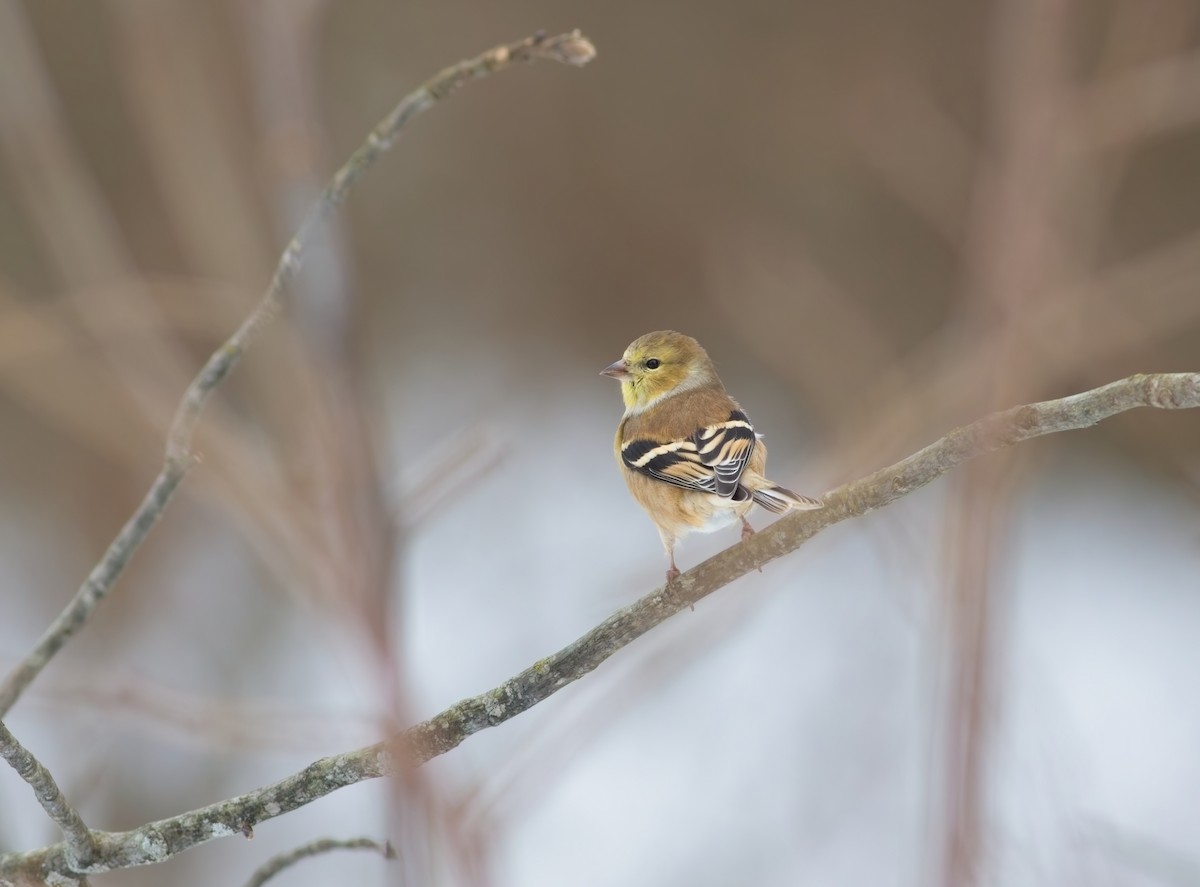 čížek žlutý - ML647102382