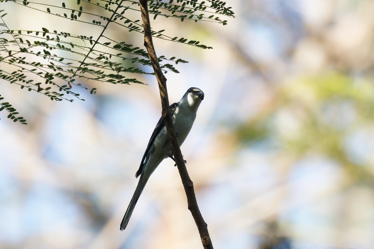 Minivet Ceniciento - ML647102384