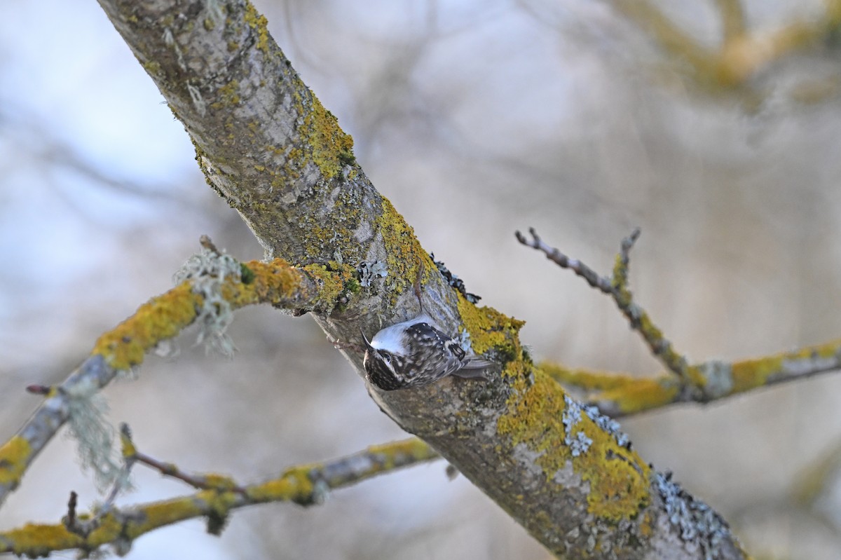 amerikatrekryper - ML647102393