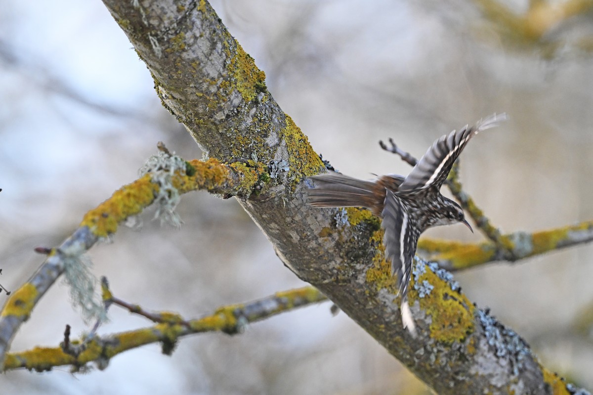 amerikatrekryper - ML647102394