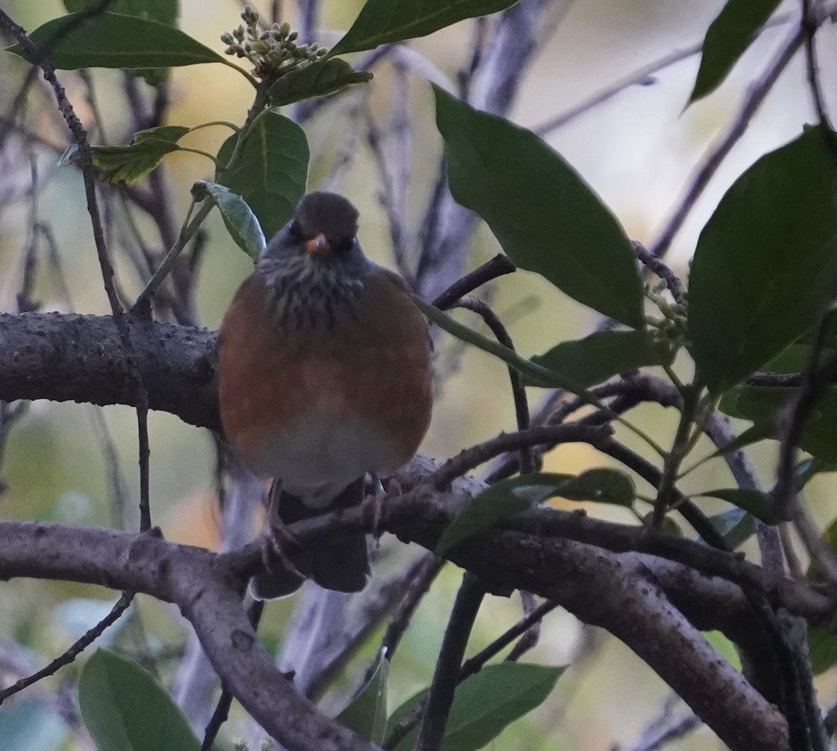 Zorzal Dorsirrufo - ML647102396