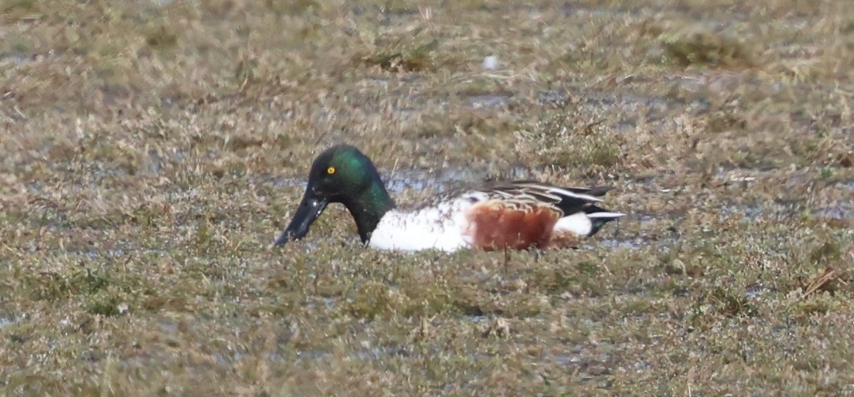 Mestolone - ML647102399