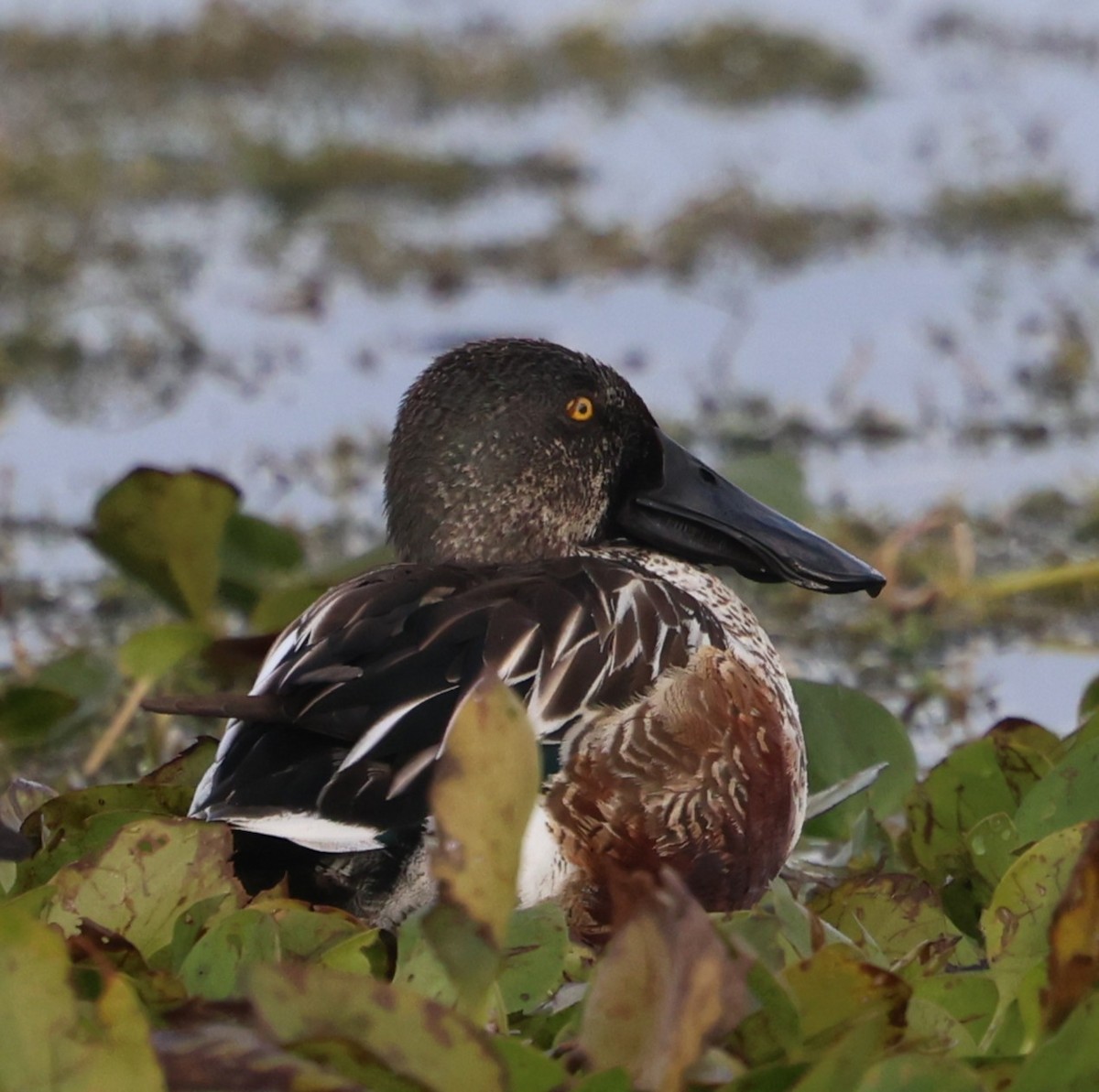 Mestolone - ML647102400