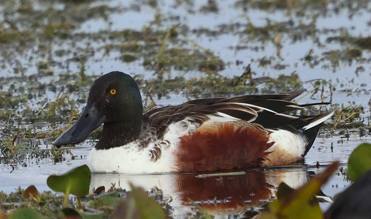 Mestolone - ML647102401