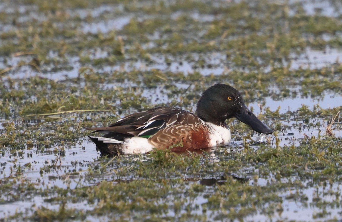 Mestolone - ML647102402