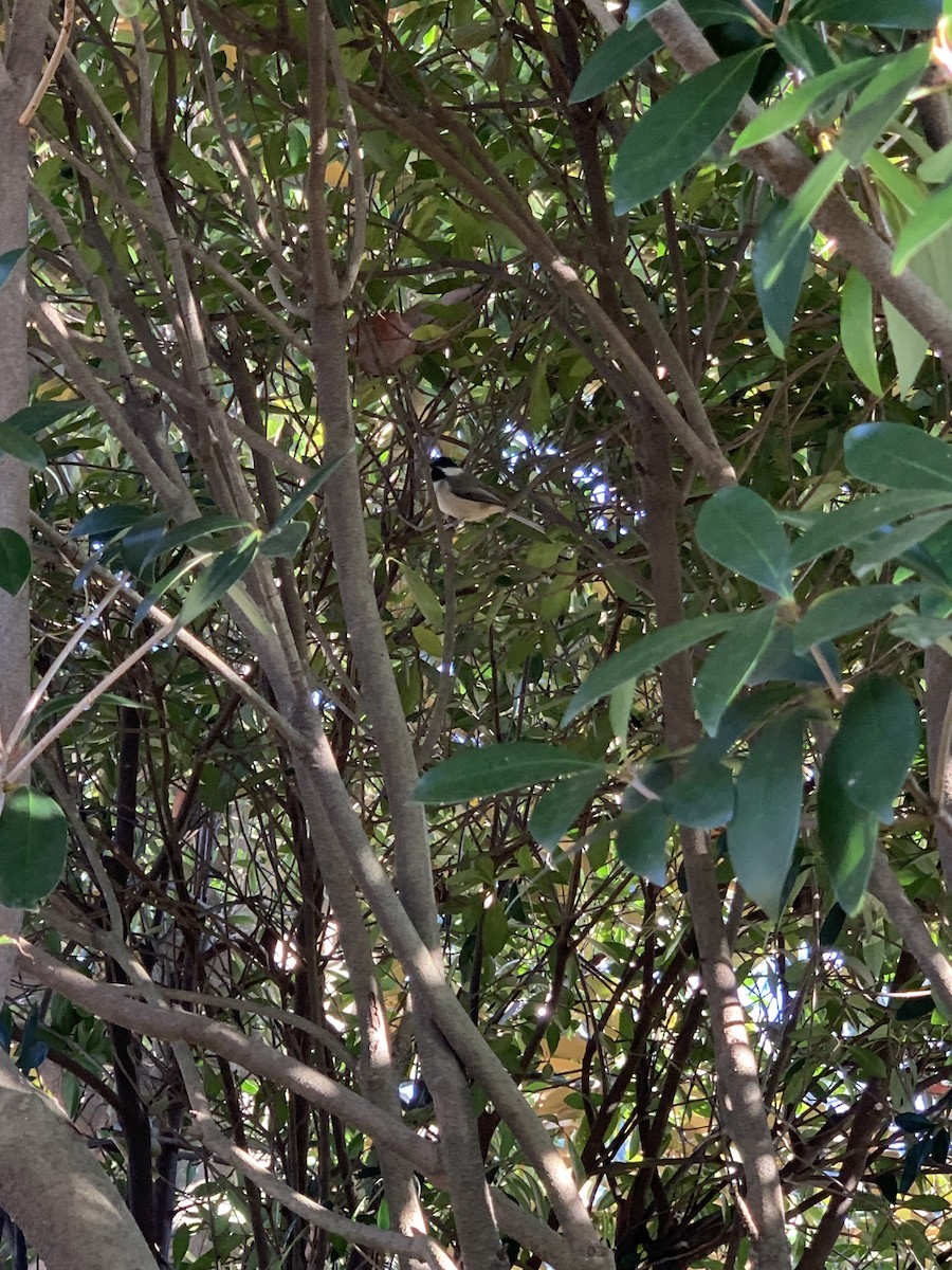 Carolina Chickadee - ML647102416