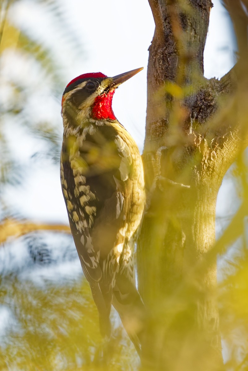 Red-naped Sapsucker - ML647102418