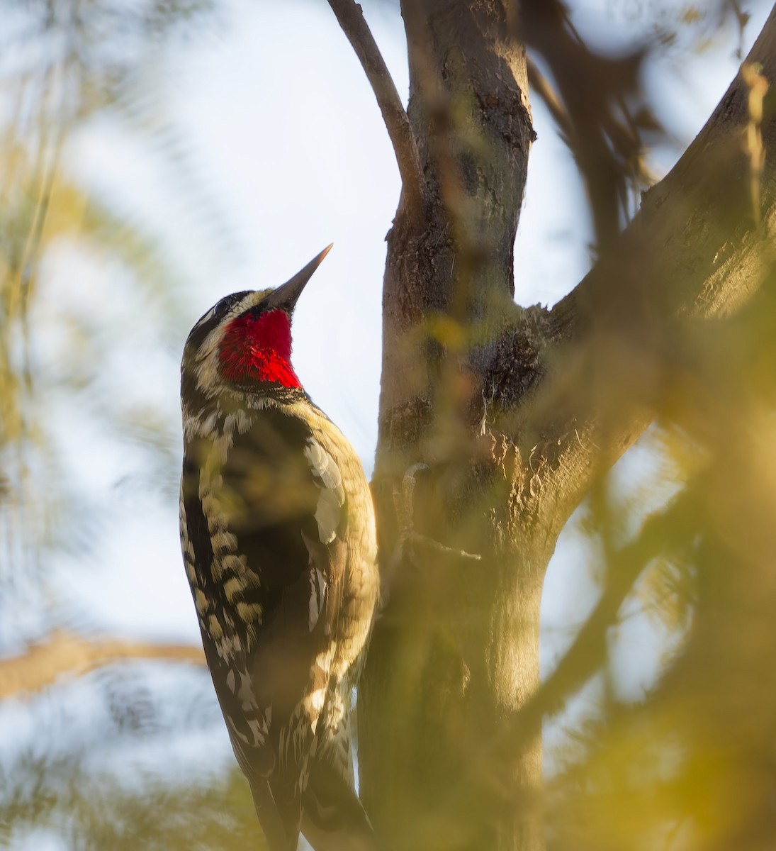 Red-naped Sapsucker - ML647102419