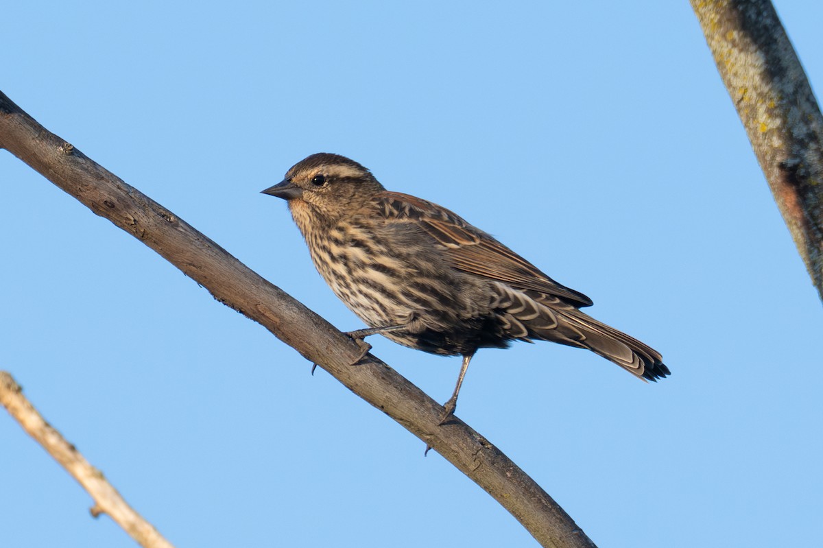 Красноплечий трупиал - ML647102423