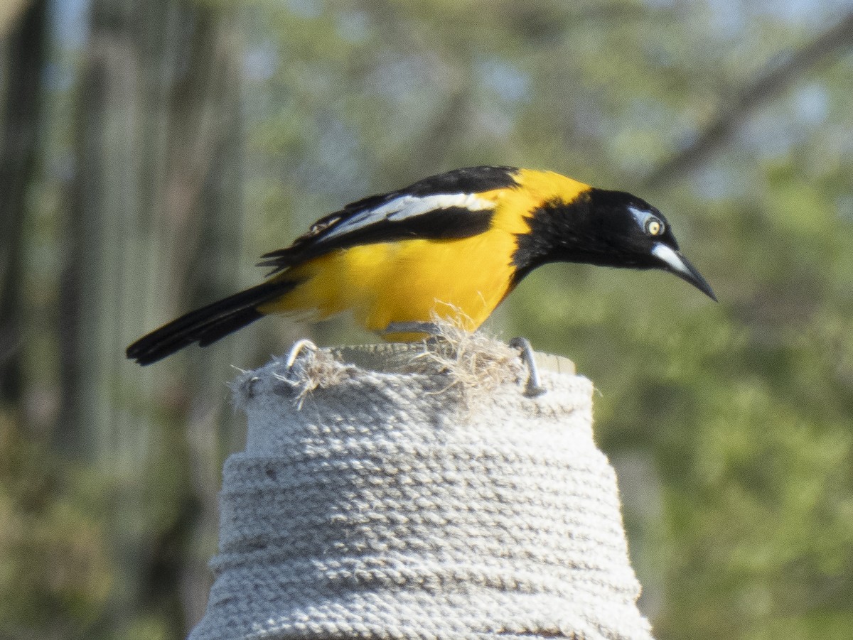 Venezuelan Troupial - ML647102429