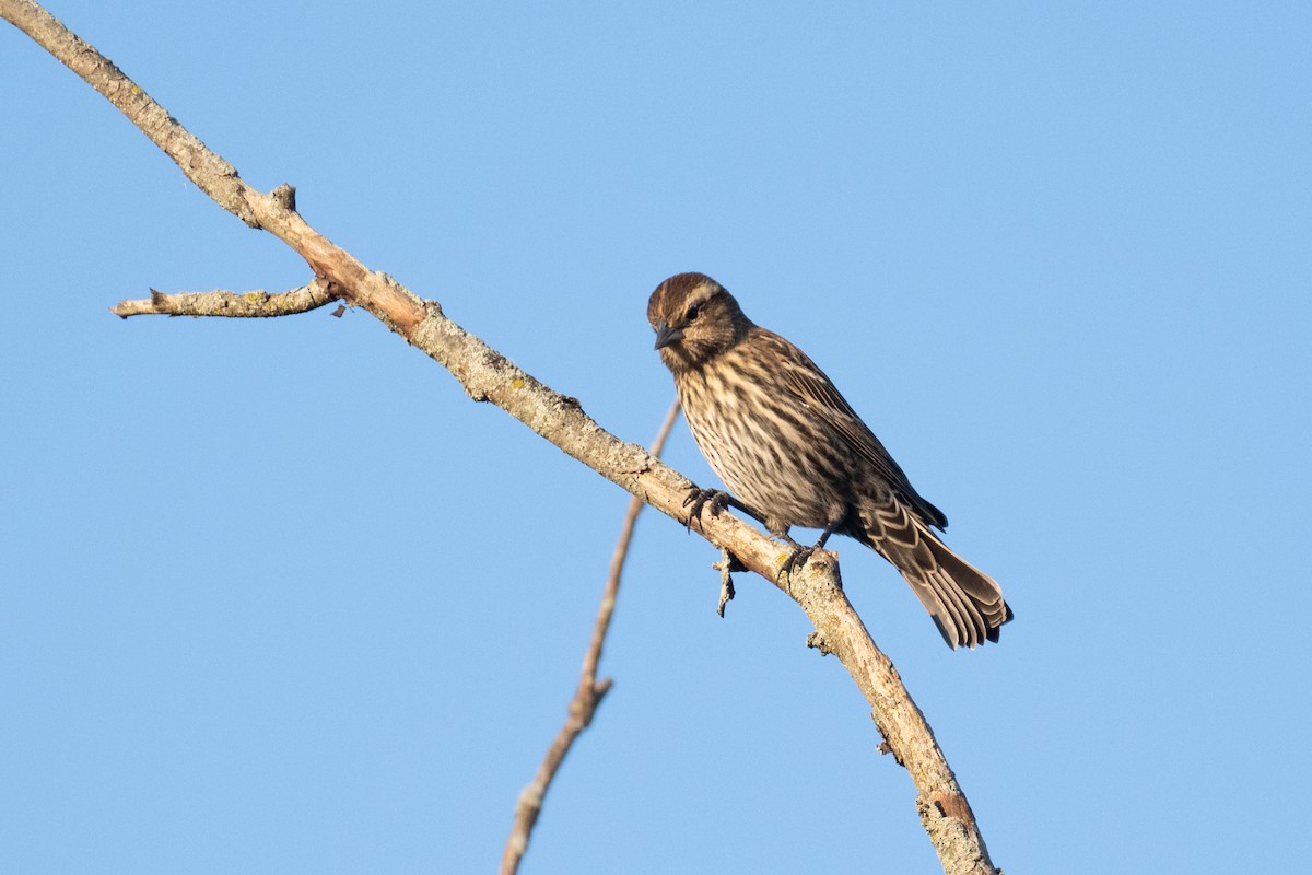 Красноплечий трупиал - ML647102433