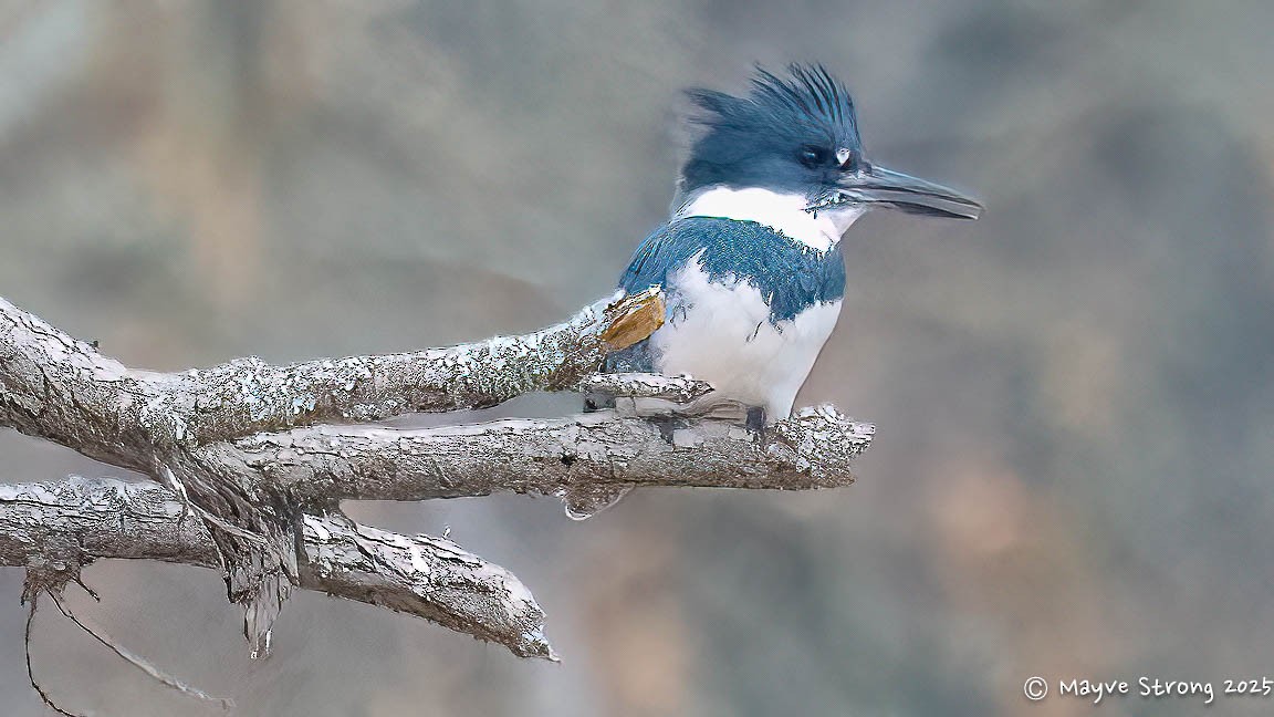 שלדג אמריקני - ML647102434