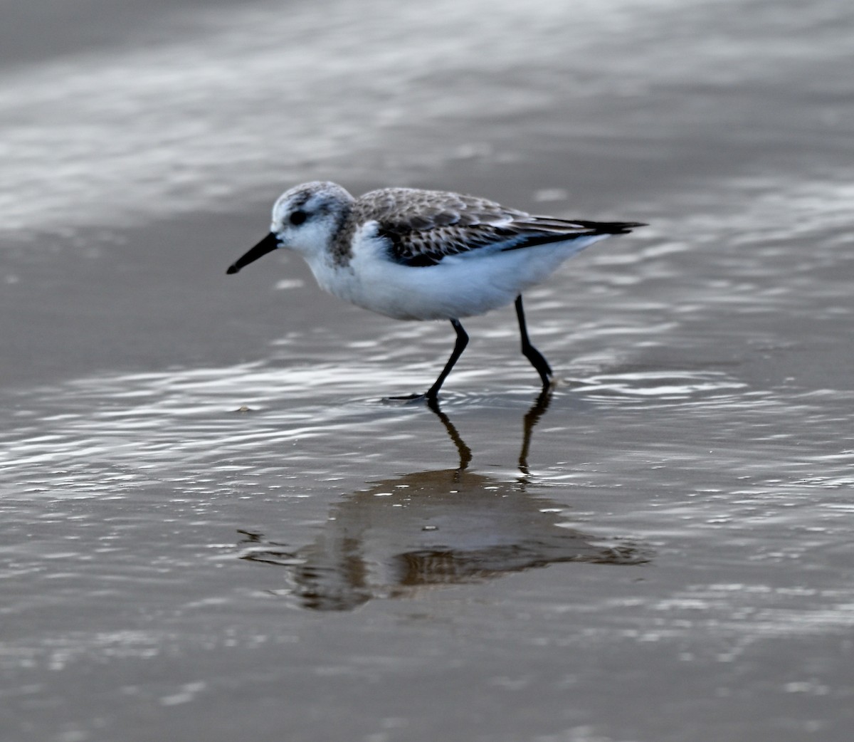 Ak Kumkuşu - ML647102435