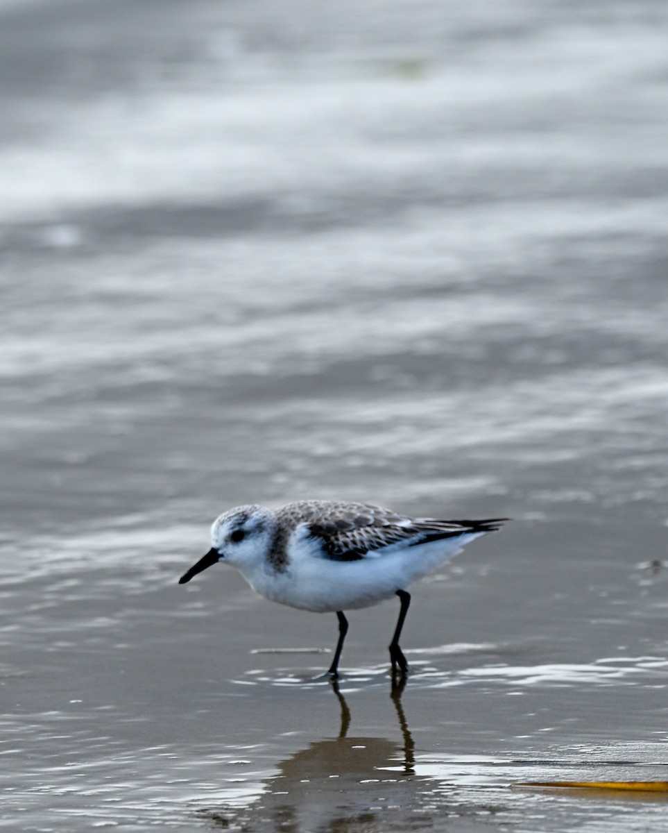 Ak Kumkuşu - ML647102436