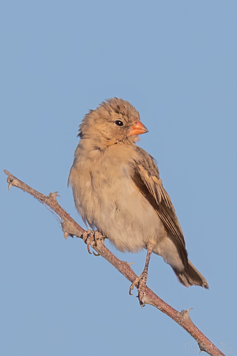 ミカドスズメ - ML647102460