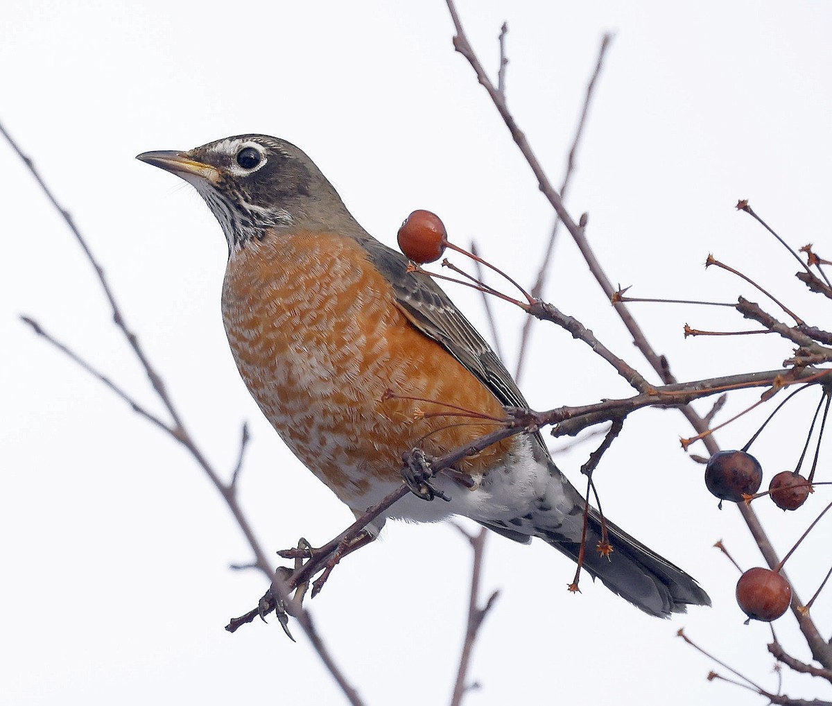 קיכלי נודד - ML647102468