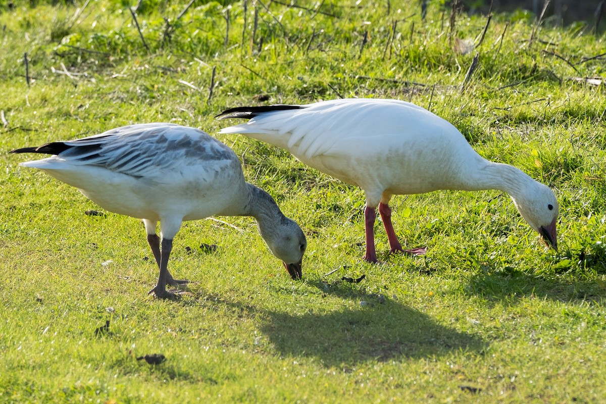 husa sněžní - ML647102471