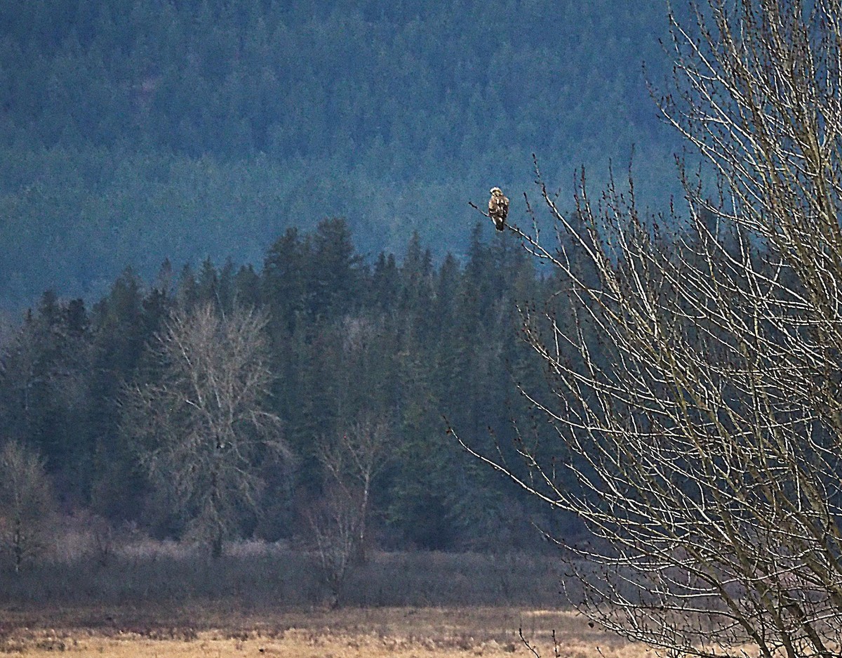 毛足鵟 - ML647102473