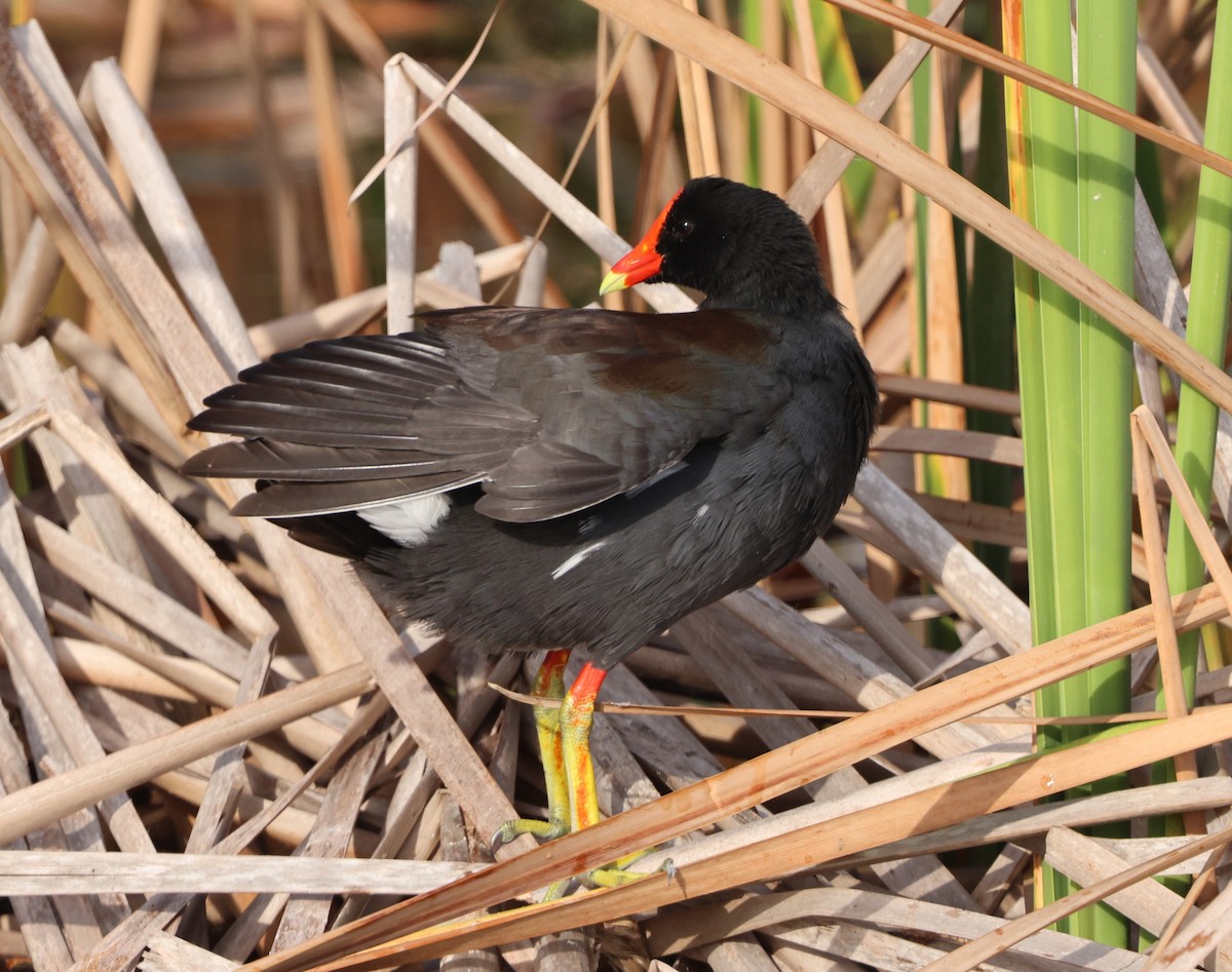 Курочка латиноамериканська - ML647102485