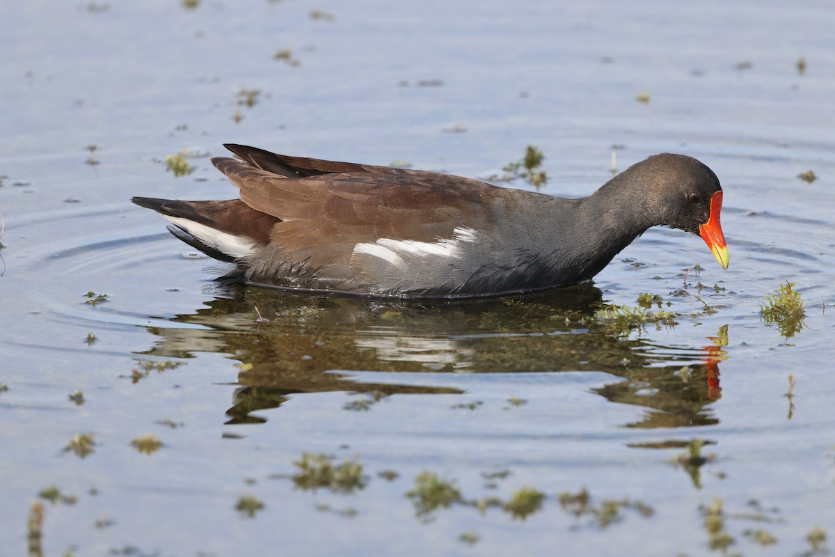 Курочка латиноамериканська - ML647102486