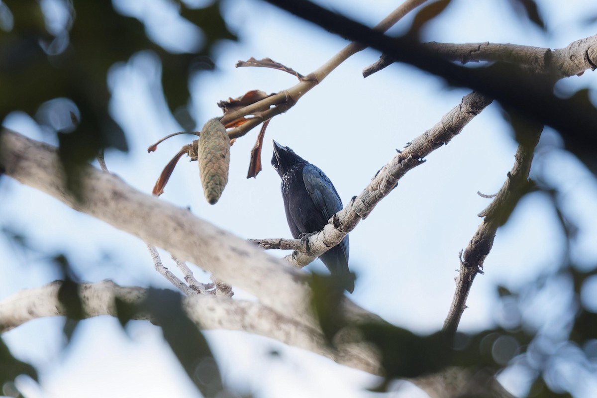 Hair-crested Drongo - ML647102492