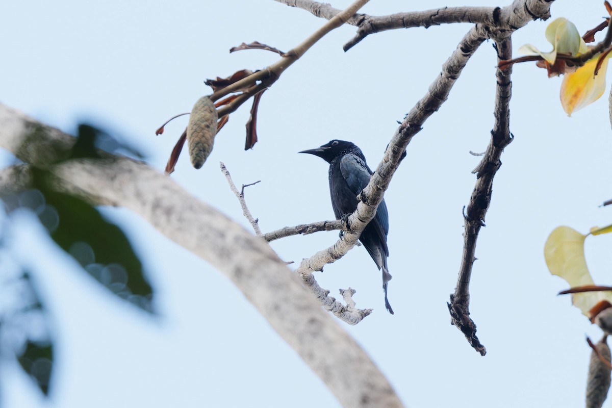 Hair-crested Drongo - ML647102493